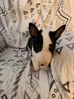 Jackal , a male Bull Terrier for sale in Englewood, OH – 5 of 8