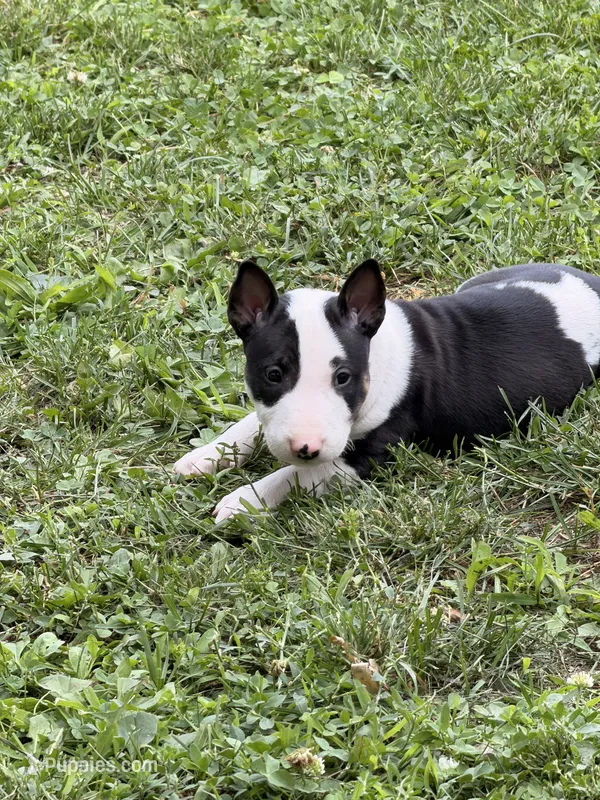 Jackal  – Bull Terrier puppy for sale in Englewood, OH