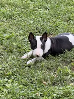 Jackal , a male Bull Terrier for sale in Englewood, OH – 3 of 9