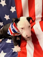 Jypsey aka smoochy face , a female Bull Terrier for sale in Englewood, OH – 2 of 8