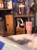 Jackal , a male Bull Terrier for sale in Englewood, OH – 1 of 7