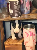 Jackal , a male Bull Terrier for sale in Englewood, OH – 7 of 8