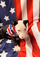 Jypsey aka smoochy face , a female Bull Terrier for sale in Englewood, OH – 8 of 8