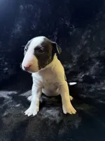 Josie, a female Bull Terrier for sale in Englewood, OH – 2 of 4