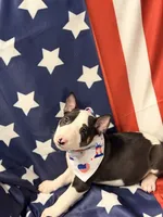 Jackal , a male Bull Terrier for sale in Englewood, OH – 6 of 8