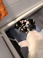 Jackal , a male Bull Terrier for sale in Englewood, OH – 2 of 9