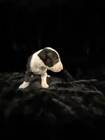 Jackal , a male Bull Terrier for sale in Englewood, OH – 5 of 7