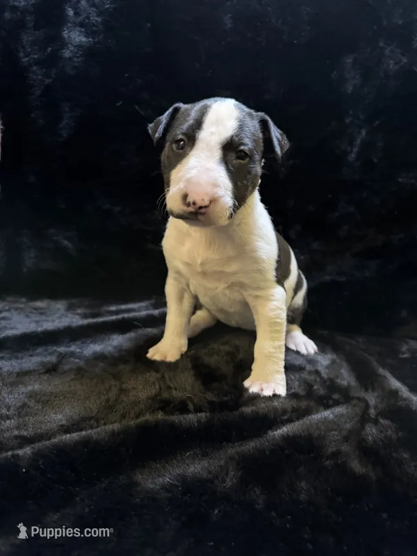 Josie  – Bull Terrier puppy for sale in Englewood, OH