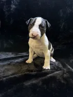 Josie , a female Bull Terrier for sale in Englewood, OH – 1 of 7