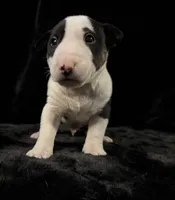Jackal , a male Bull Terrier for sale in Englewood, OH – 6 of 7