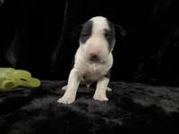 Jackal , a male Bull Terrier for sale in Englewood, OH – 4 of 7