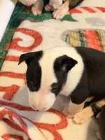 Jackal , a male Bull Terrier for sale in Englewood, OH – 2 of 7