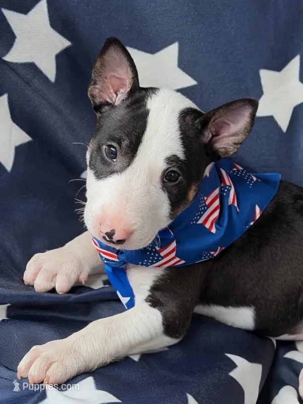 Jackal  – Bull Terrier puppy for sale in Englewood, OH