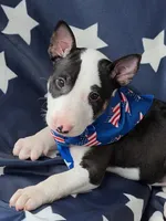 Jackal , a male Bull Terrier for sale in Englewood, OH – 1 of 8