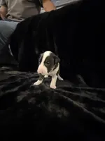 Jackal , a male Bull Terrier for sale in Englewood, OH – 3 of 7