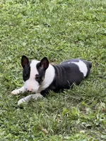 Jackal , a male Bull Terrier for sale in Englewood, OH – 8 of 8