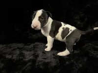 Josie, a female Bull Terrier for sale in Englewood, OH – 4 of 4