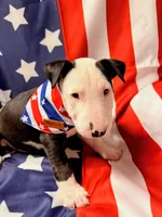 Jypsey aka smoochy face , a female Bull Terrier for sale in Englewood, OH – 4 of 8