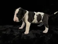 Josie, a female Bull Terrier for sale in Englewood, OH – 1 of 4