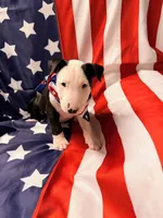 Jypsey aka smoochy face , a female Bull Terrier for sale in Englewood, OH – 5 of 8