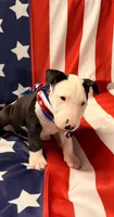 Jypsey aka smoochy face , a female Bull Terrier for sale in Englewood, OH – 3 of 8