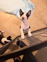 Jackal , a male Bull Terrier for sale in Englewood, OH – 4 of 8