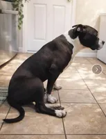 QUEEN, a female American Pit Bull Terrier for sale in Montrose, MI – Photo 2 of 3