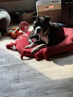 QUEEN, a female American Pit Bull Terrier for sale in Montrose, MI – Photo 3 of 3