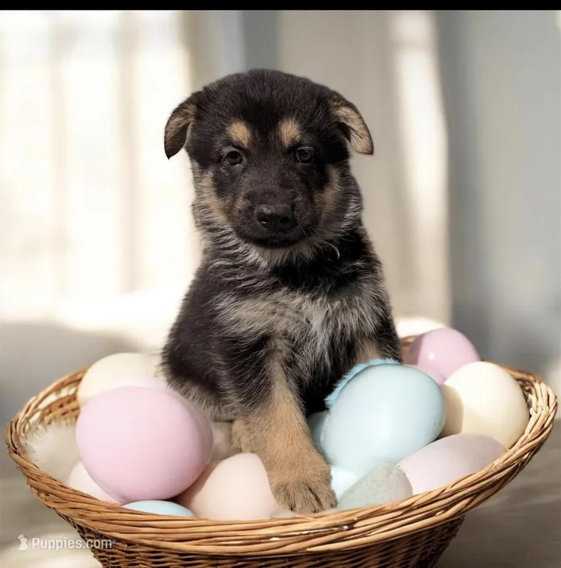 KUJO – German Shepherd Dog puppy for sale in Montrose, MI