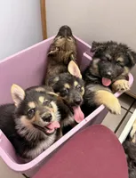 KUJO, a male German Shepherd Dog for sale in Montrose, MI – Photo 3 of 8