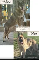 KUJO, a male German Shepherd Dog for sale in Montrose, MI – Photo 6 of 8