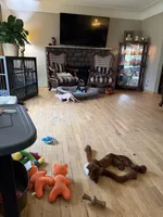 KUJO, a male German Shepherd Dog for sale in Montrose, MI – Photo 8 of 8