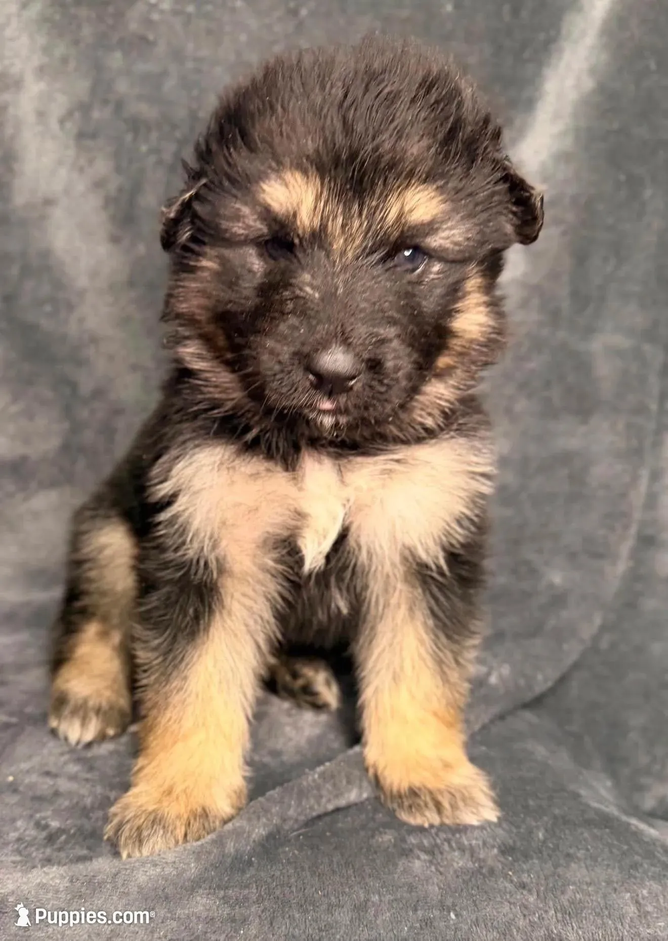 KUJO, a male German Shepherd Dog for sale in Montrose, MI – Photo 4 of 8