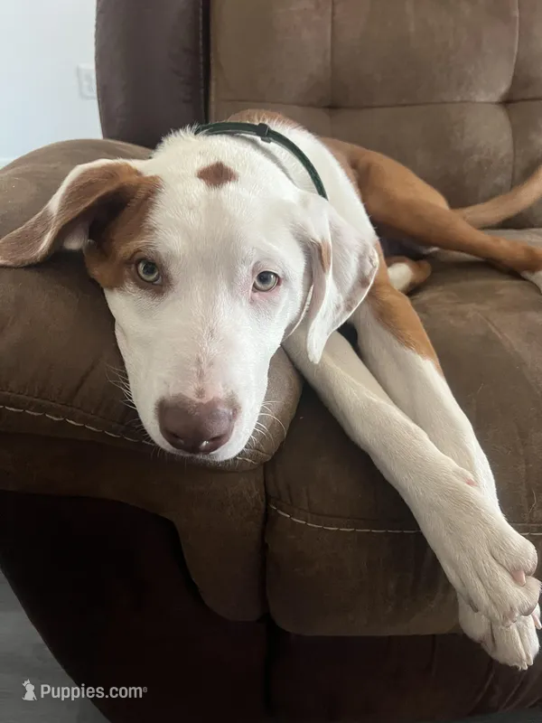 Black/ Dark Green Boy – Australian Shepherd, American Pit Bull Terrier puppy for sale in Ocklawaha, FL