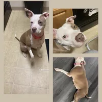 Black/ Dark Green Boy, a male Australian Shepherd and American Pit Bull Terrier for sale in Ocklawaha, FL – Photo 8 of 9