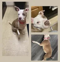 BlkDark Green, a male Australian Shepherd and American Pit Bull Terrier for sale in Ocklawaha, FL – Photo 7 of 7