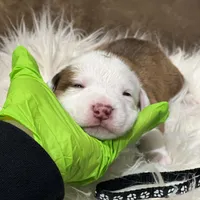 Black/ Dark Green Boy, a male Australian Shepherd and American Pit Bull Terrier for sale in Ocklawaha, FL – Photo 3 of 9
