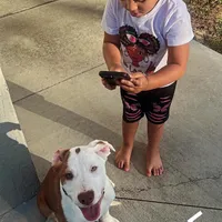 Black/ Dark Green Boy, a male Australian Shepherd and American Pit Bull Terrier for sale in Ocklawaha, FL – Photo 9 of 9