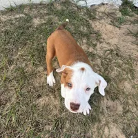 Black/ Dark Green Boy, a male Australian Shepherd and American Pit Bull Terrier for sale in Ocklawaha, FL – Photo 2 of 9