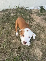 BlkDark Green, a male Australian Shepherd and American Pit Bull Terrier for sale in Ocklawaha, FL – Photo 1 of 7