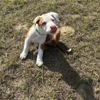Black/ Dark Green Boy, a male Australian Shepherd and American Pit Bull Terrier for sale in Ocklawaha, FL – Photo 4 of 9