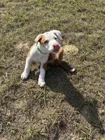 BlkDark Green, a male Australian Shepherd and American Pit Bull Terrier for sale in Ocklawaha, FL – Photo 3 of 7