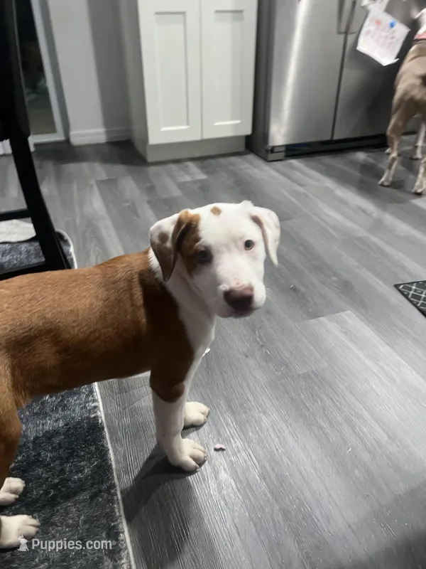 Black/ Dark Green Boy, a male Australian Shepherd and American Pit Bull Terrier for sale in Ocklawaha, FL – Photo 1 of 9