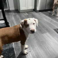 Black/ Dark Green Boy, a male Australian Shepherd and American Pit Bull Terrier for sale in Ocklawaha, FL – Photo 1 of 9