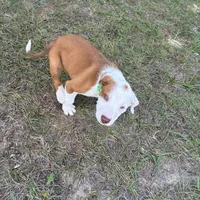 Black/ Dark Green Boy, a male Australian Shepherd and American Pit Bull Terrier for sale in Ocklawaha, FL – Photo 5 of 9