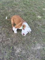 BlkDark Green, a male Australian Shepherd and American Pit Bull Terrier for sale in Ocklawaha, FL – Photo 4 of 7
