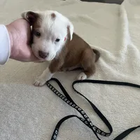 Black/ Dark Green Boy, a male Australian Shepherd and American Pit Bull Terrier for sale in Ocklawaha, FL – Photo 7 of 9