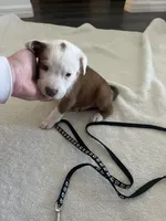 BlkDark Green, a male Australian Shepherd and American Pit Bull Terrier for sale in Ocklawaha, FL – Photo 6 of 7