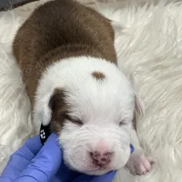 Black/ Dark Green Boy, a male Australian Shepherd and American Pit Bull Terrier for sale in Ocklawaha, FL – Photo 6 of 9