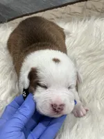 BlkDark Green, a male Australian Shepherd and American Pit Bull Terrier for sale in Ocklawaha, FL – Photo 5 of 7
